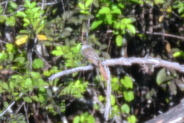 Great Crested Flycatcher 5-29-21