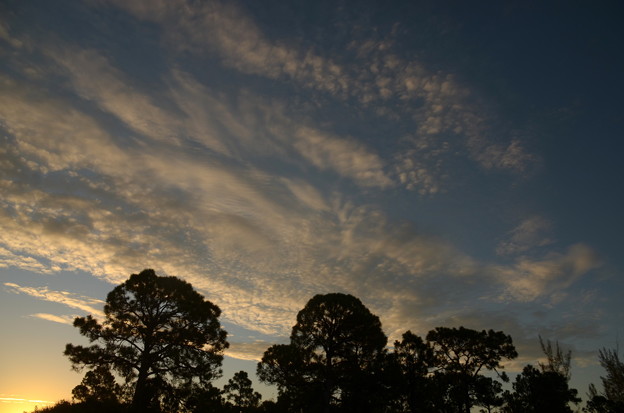 写真: フロリダのあちこちでいわし雲が見られた日。