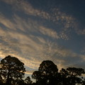 写真: フロリダのあちこちでいわし雲が見られた日。