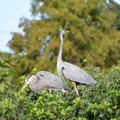 写真: Great Blue Heron Couple 11-17-21