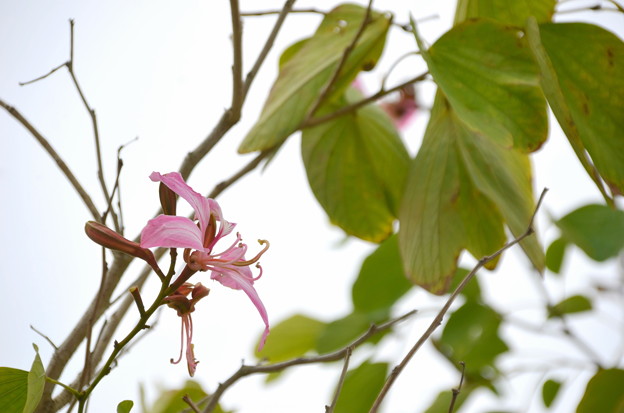写真: Purple Orchid Tree II 11-29-21