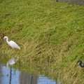 With Snowy Egret 11-17-21