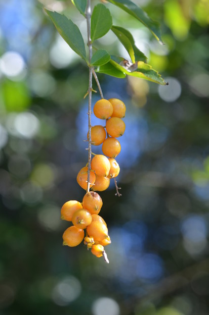 写真: Golden Dewdrops 11-30-21