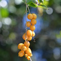 Photos: Golden Dewdrops 11-30-21