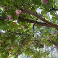 写真: Dombeya wallichii Tree 1-11-22