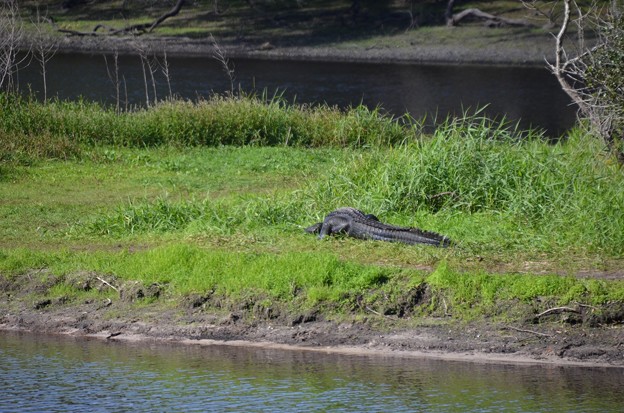 写真: Alligator 1 12-30-21