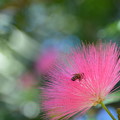 写真: A Bee in a Pink Powder Puff Flower 1-11-22