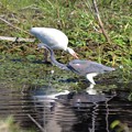 Tricolored Heron with White Ibis 12-30-21