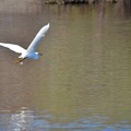 Snowy Egret 12-30-21