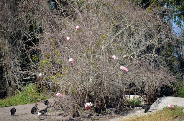 A Tree of Spoonbills 12-30-21