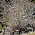 写真: A Tree of Spoonbills 12-30-21