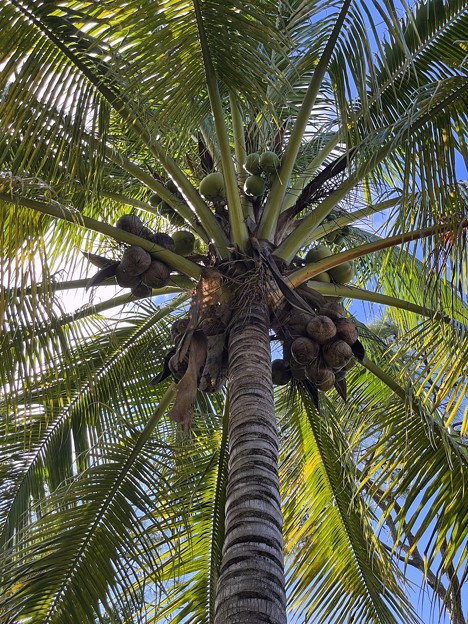 写真: Danger Fallen Coconuts 12-14-21