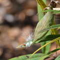 写真: Tropical Milkweed Seeds 1-11-22