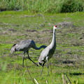 Greater Sandhill Cranes II 12-30-21