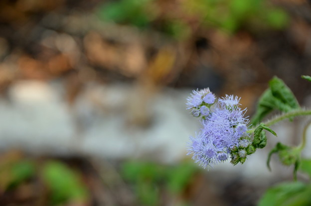 写真: Blue Mist Flower 1-11-22