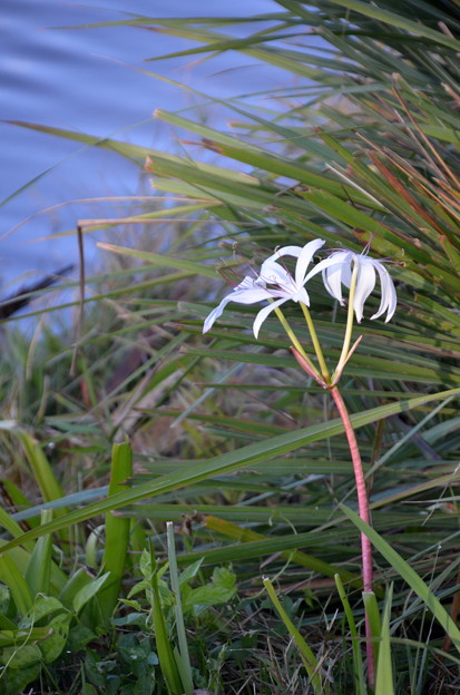Swamp Lily 1-6-22