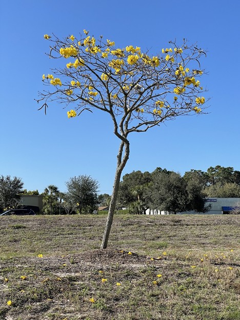 Golden Trumpet Tree I 2-26-22