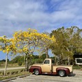 Photos: Silver Trumpet Trees and a Truck II 3-20-22