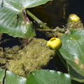 写真: Yellow Pond Lily 2-24-22