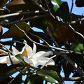 Magnolia III 5-11-22
