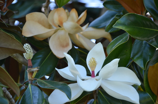 写真: Magnolias IV 5-11-22