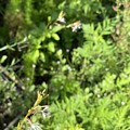 写真: Oenothera simulans 5-30-22