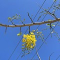 写真: Golden Shower Tree 5-10-22