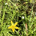 Photos: Yellow Flower 7-24-22