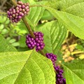American Beautyberry 8-3-22
