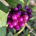 American Beautyberry 8-23-22