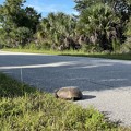 Photos: Gopher Tortoise 8-28-22