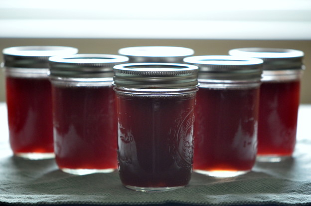 Jars of Beautyberry Jelly 9-15-22