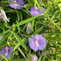Spurred Butterfly Pea 8-25-22