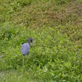 写真: Little Blue Heron 11-22-22