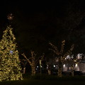 写真: Sarasota Christmas Tree 1 12-6-22