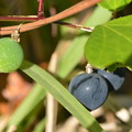 Passiflora suberosa III 12-8-22
