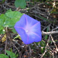 写真: Blue Dawn Flower 12-8-22