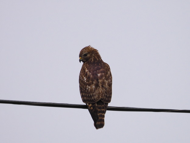 写真: Red-shouldered Hawk II 12-22-22
