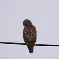 写真: Red-shouldered Hawk II 12-22-22