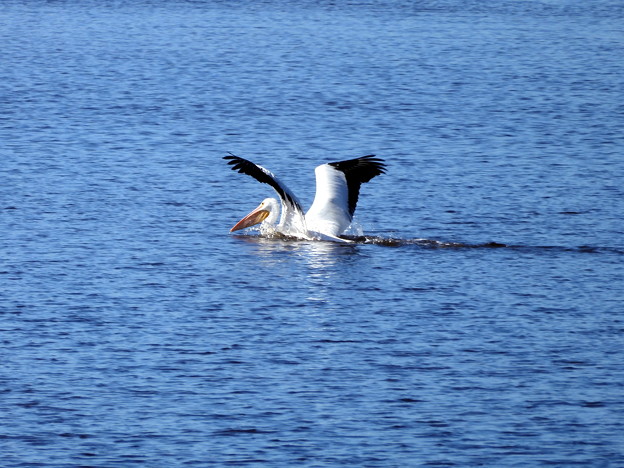 写真: White Pelican 1-1-23