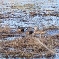 Blue-Winged Teals and Mottled Ducks 1-2-23