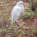 写真: Great White Heron 2-3-23