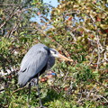 Photos: Great Blue Heron 1-24-23