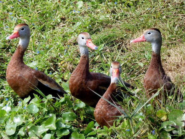 Black-bellied Whistling-Ducks I 1-24-23