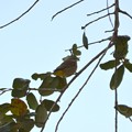 Photos: Palm Warbler II 1-24-23