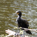 Double-Crested Cormorant I 1-24-23