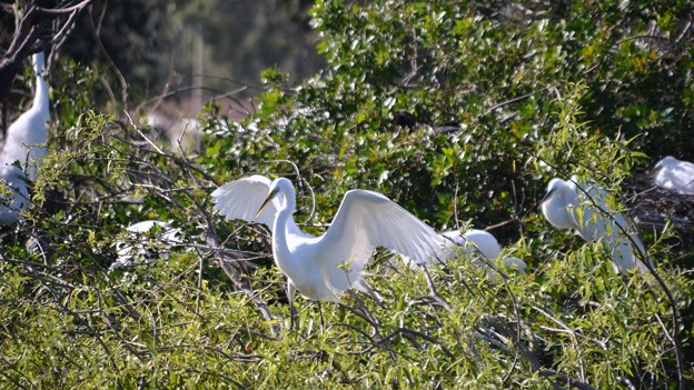 Photos: How Many Great Egrets? 2-9-23