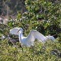写真: How Many Great Egrets? 2-9-23