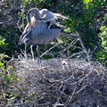 Great Blue Heron and a Chick 2-9-23