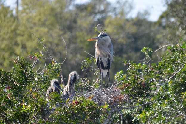 Photos: A Great Blue Heron and Chicks 2-9-23